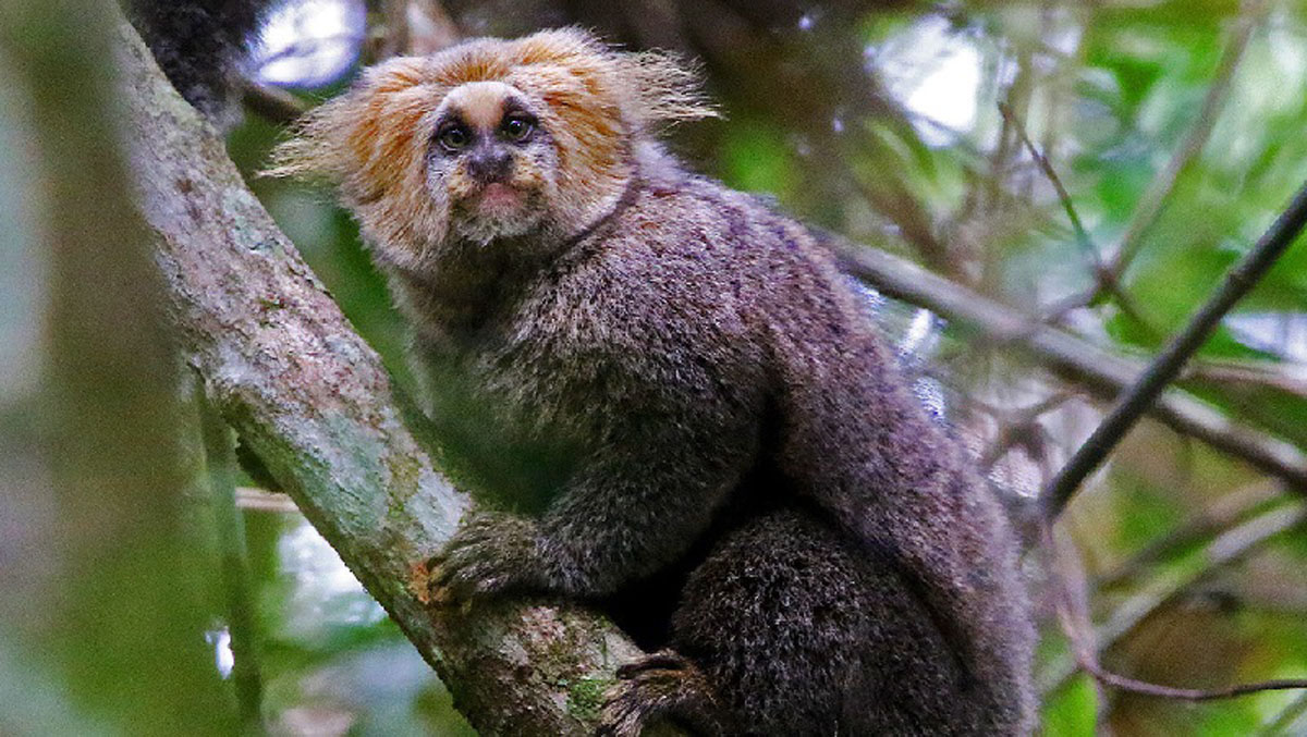 Sagui-da-serra-escuro está protegido no Centro de |Treinamento da UFV